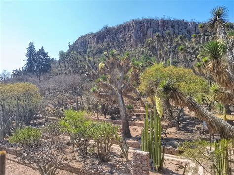 Jardín Botánico Regional Durango: Uma Jornada Exuberante Através da Flora do Norte Mexicano!