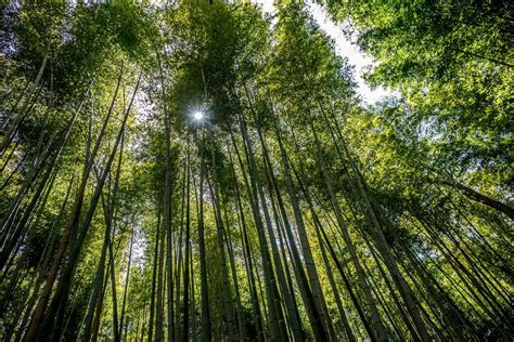  Parque da Floresta de Bambu - Um Oásis Verde no Coração Industrial de Fuxin!