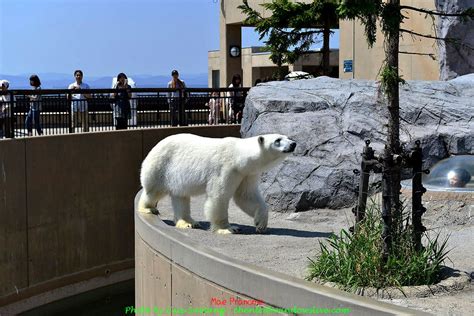 Zoológico de Asahiyama: Um Refúgio para Animais Raros e Experiências Memoráveis!